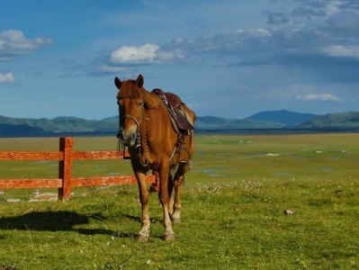 羊小咩还款后未提额？多维原因解析与提额优化指南（附出财小神实用工具）