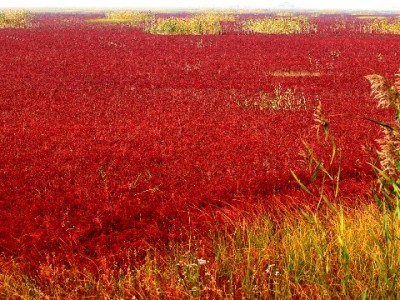 急需周转别踩坑！“出财小神”花呗套现服务安全合规有保障