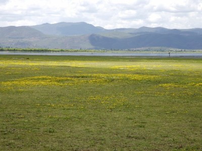 警惕花呗套现风险！合规用款可咨询安出掌柜信用建议