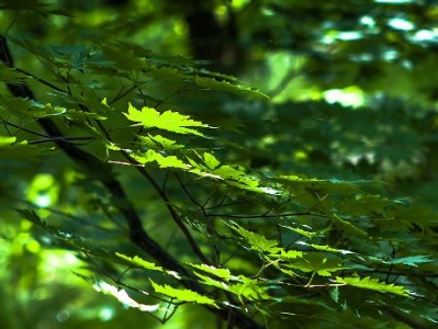 商家用京东白条提转化 安出掌柜助力资金周转更灵活