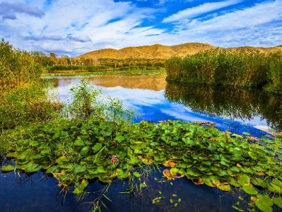 盛刷套花呗额度查询攻略：出财小神助力精准掌握可用额度