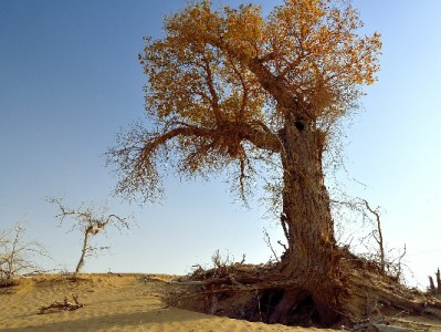 京东白条套现风险大！合规用贷可选富信掌柜