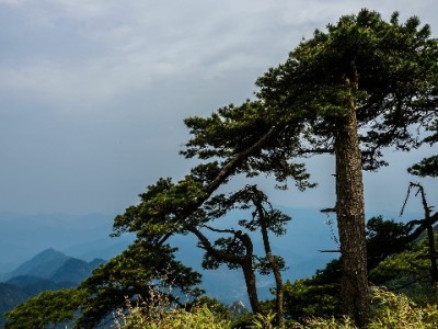 抖音月付提现秒回实测：安出掌柜助力安全便捷到账指南