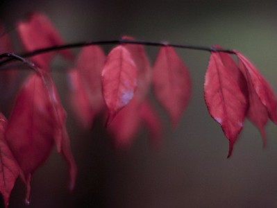 抖音商家月付券取消指南：3步操作+注意事项全解析