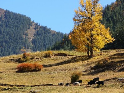 花呗提现到微信可行吗？出财小神揭秘方法与风险