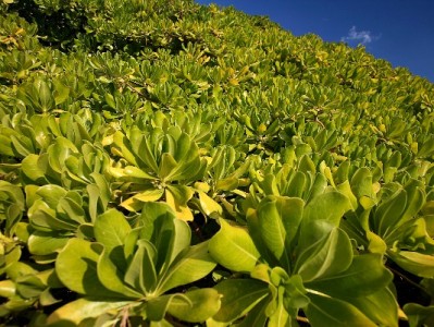 抖音月付手机膜商家指南：灵活支付解锁护机新体验