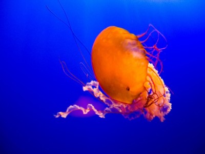 抖音月付能提现吗？操作风险与合规使用指南全解析