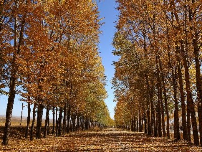 深圳花呗用户专属福利！富信掌柜套餐解锁额度/分期/商圈三重消费利好