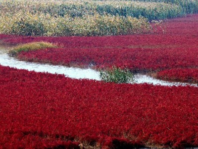 抖音月付商家版开通全流程解析，搭配“出财小神”更省心