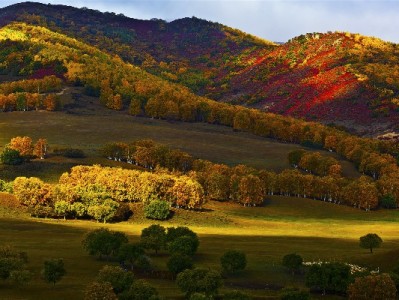 商家如何开通花呗收款码？全流程指南+注意事项解析