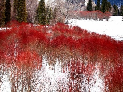 花呗分付用不停？这个小工具帮你管好"先花后还"账单