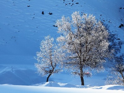 羊小咩享花卡“取现bug”真相：违规操作的三大风险需警惕