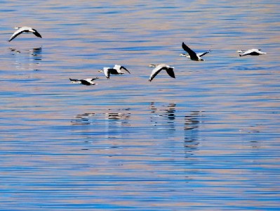 白条取现想取消？分情况操作指南+注意事项全解析