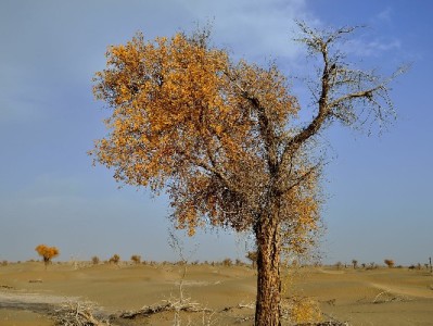 花呗大额度提现攻略：出财小神教你合规操作避风险
