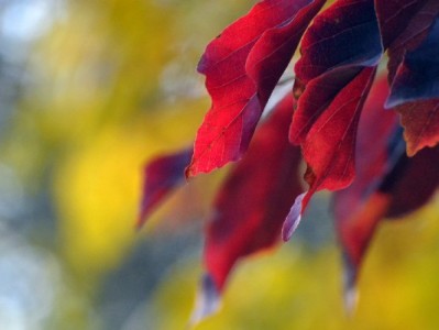 微信钱转花呗怎么操作？安全方法+合规工具指南