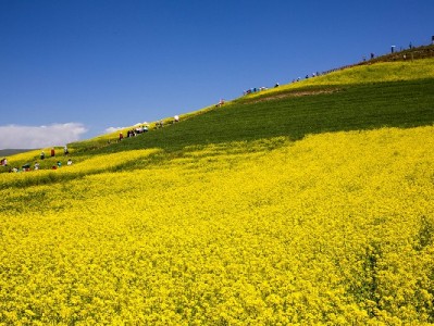 京东白条加油包套现风险大！这些陷阱和后果需警惕