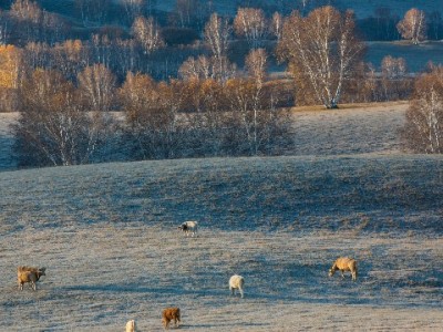 套花呗解急？这些风险可能让你“钱信两空”