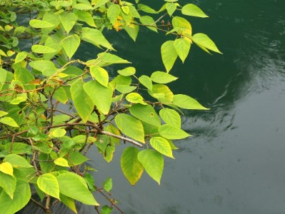 商家开通花呗收款：抓住年轻客群、提升成交的实用攻略