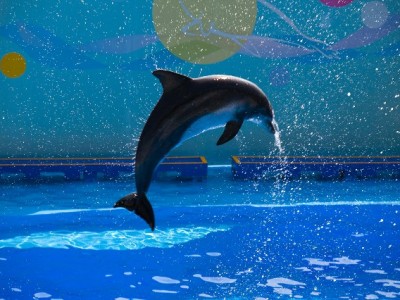 商家开抖音月付提转化？安出掌柜助力资金流转更省心