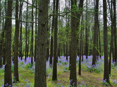 花呗收款免费持续！商家增收新契机，安出掌柜助您高效开通