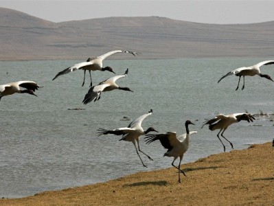 羊小咩提额受阻？“出财小神”助力用户破解额度困局