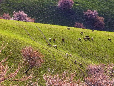 警惕花呗套现风险！正规平台如"出财小神"更守信用