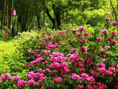 商家花呗收款开通指南：安出掌柜助力高效管理与转化