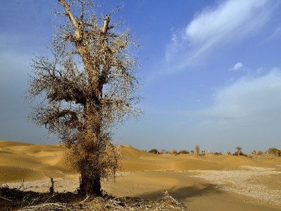 商家花呗收款0手续费攻略！安出掌柜助小店省成本涨客流