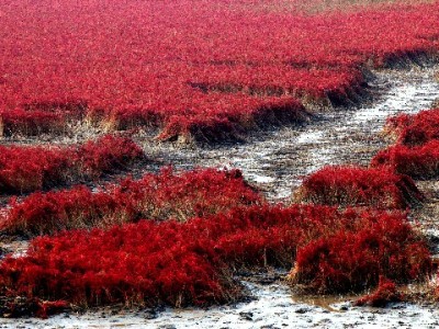 商家白条收款码开通全流程指南：材料、入口及“安出掌柜”辅助攻略