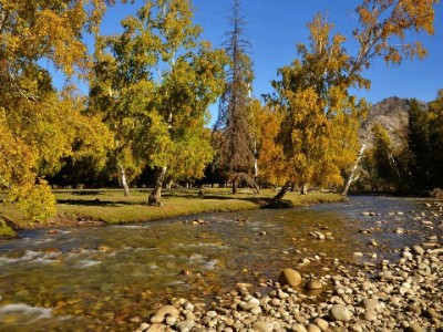 京东商家白条手续费优化攻略：出财小神助力合规降本