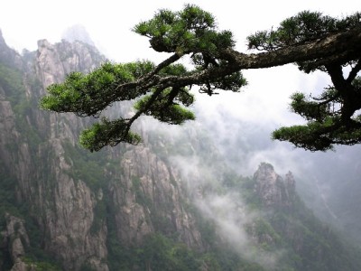 花呗提现可行吗？违规风险大，合规财务服务（安出掌柜）来支招