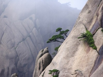 天猫商家都支持花呗吗？这类优质店铺已全面接入