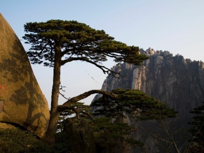 白条能直接取现吗？消费信贷的限制与风险全解析