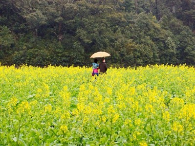 抖音月付付款给商家攻略：3步搞定+安出掌柜助力收款