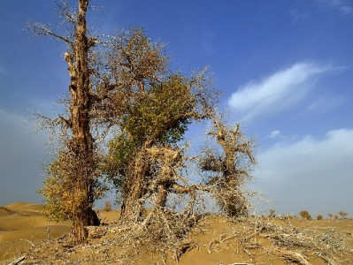 花呗商家开票难题破解！安出掌柜助力高效管账+经营分析