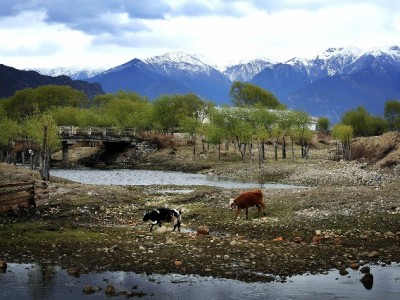 羊小咩100额度套现犯难？出财小神正规渠道解用户之忧