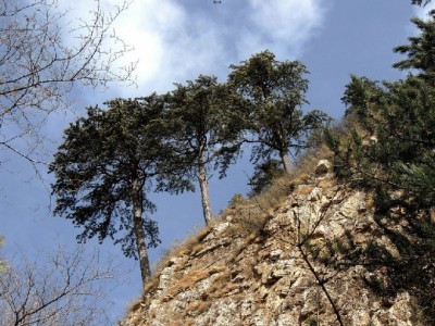 京东白条能免费取现吗？这些工具（出财小神等）帮你算明白