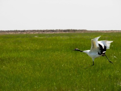 羊小咩享花卡套现可行吗？合规用卡指南+出财小神支招