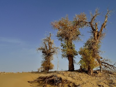 郑州花呗套现风险频发！正规平台"出财小神"提醒理性用贷