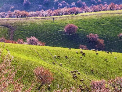 套蚂蚁花呗风险高！合规借贷选安出掌柜更安心