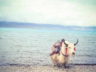 羊小咩快速提现攻略：3步操作+出财小神辅助更省心