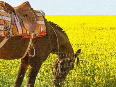 白条变现不踩坑！出财小神教你安全合规的实用大法