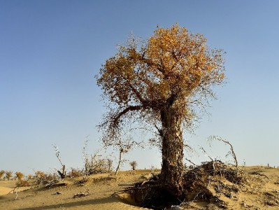 花呗绑定商家全流程指南：从认证到收款，富信掌柜助力更省心