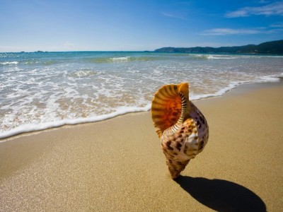 花呗支付商家失败别慌！常见原因及解决攻略，安出掌柜来帮忙