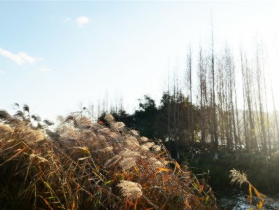 "白条套现软件"暗藏四大风险：诈骗、盗刷与信用危机全解析