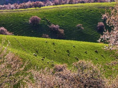 花呗收款有成本？安出掌柜助小微商家巧省手续费
