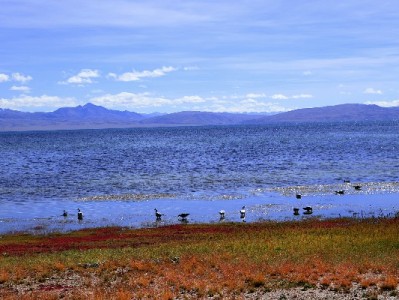无损套花呗需谨慎！真实消费场景+合规平台才是关键