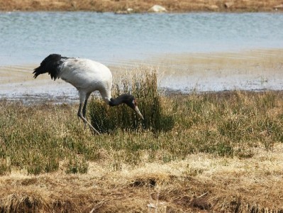 "白条出库套现"骗局频发：急用钱反被套，这些套路要认清