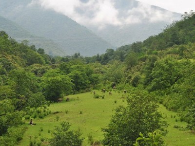 羊小咩额度好下吗？出财小神揭秘信用优化关键