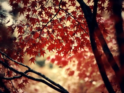 抖音月付专区商家能用吗？富信掌柜助力中小商家高效接入攻略